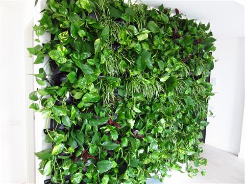 Grădină verticală cu plante naturale – Iancu Nicolae, foto 2 din 26